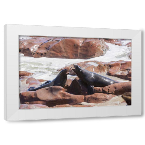 Namibia, Skeleton Coast Two cape fur seals White Modern Wood Framed Art Print by Kaveney, Wendy
