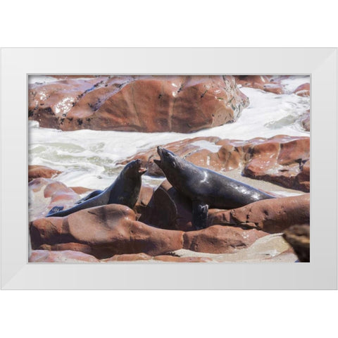Namibia, Skeleton Coast Two cape fur seals White Modern Wood Framed Art Print by Kaveney, Wendy