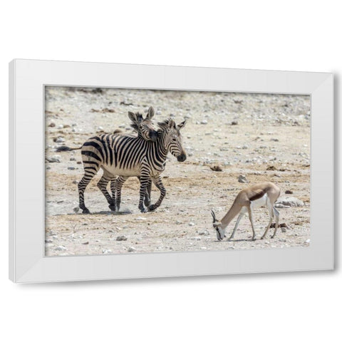 Africa, Namibia, Etosha NP Zebras and springbok White Modern Wood Framed Art Print by Kaveney, Wendy