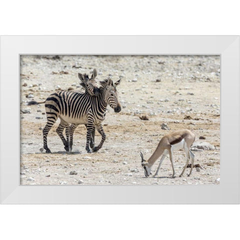Africa, Namibia, Etosha NP Zebras and springbok White Modern Wood Framed Art Print by Kaveney, Wendy