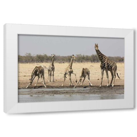Namibia, Etosha NP Giraffes at the waterhole White Modern Wood Framed Art Print by Kaveney, Wendy