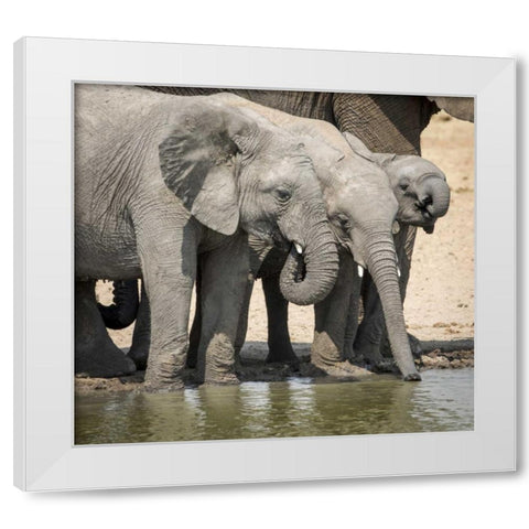 Namibia, Etosha NP Elephants drinking at water White Modern Wood Framed Art Print by Kaveney, Wendy