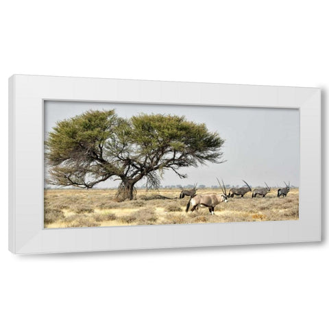 Africa, Namibia, Etosha NP Five Oryx and tree White Modern Wood Framed Art Print by Kaveney, Wendy