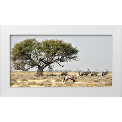 Africa, Namibia, Etosha NP Five Oryx and tree White Modern Wood Framed Art Print by Kaveney, Wendy
