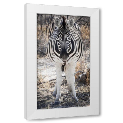 Africa, Namibia, Etosha NP Close-up of zebra White Modern Wood Framed Art Print by Kaveney, Wendy