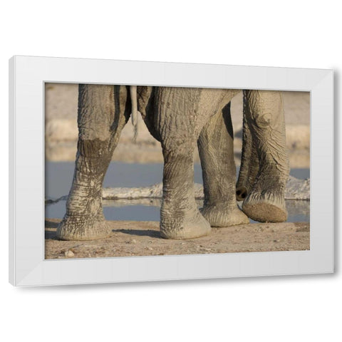 Namibia, Etosha NP Elephant legs and trunk White Modern Wood Framed Art Print by Kaveney, Wendy