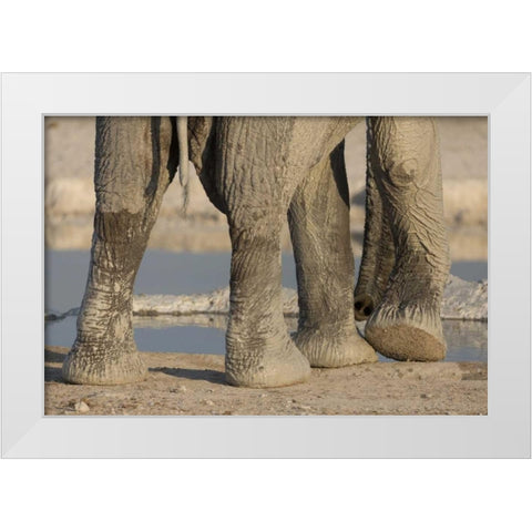 Namibia, Etosha NP Elephant legs and trunk White Modern Wood Framed Art Print by Kaveney, Wendy