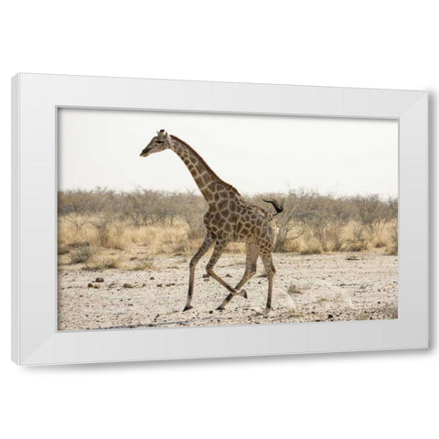Africa, Namibia, Etosha NP Running giraffe White Modern Wood Framed Art Print by Kaveney, Wendy