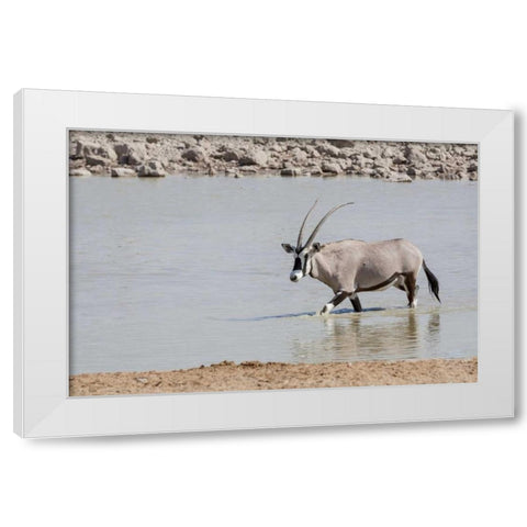 Namibia, Etosha NP Oryx wading in waterhole White Modern Wood Framed Art Print by Kaveney, Wendy