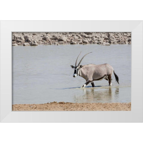 Namibia, Etosha NP Oryx wading in waterhole White Modern Wood Framed Art Print by Kaveney, Wendy