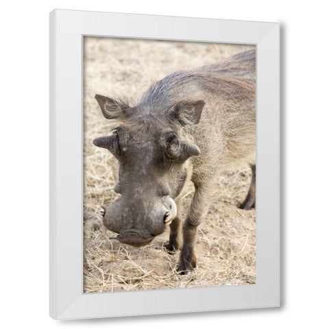 Africa, Namibia, Windhoek, Okapuka Ranch Warthog White Modern Wood Framed Art Print by Kaveney, Wendy