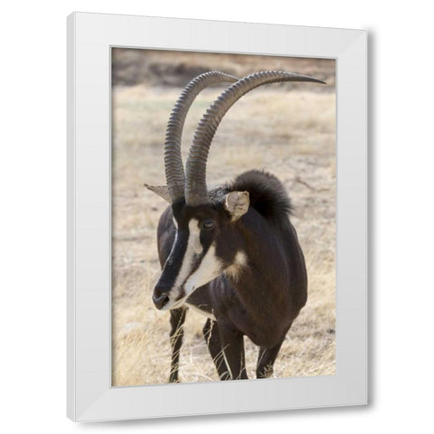 Namibia, Windhoek, Okapuka Ranch Sable antelope White Modern Wood Framed Art Print by Kaveney, Wendy