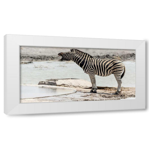 Africa, Namibia, Etosha NP Braying zebra White Modern Wood Framed Art Print by Kaveney, Wendy