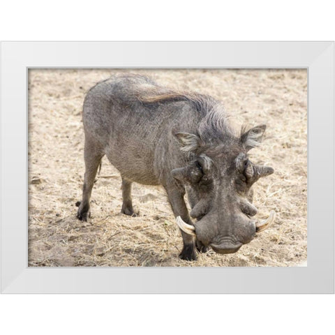 Africa, Namibia, Windhoek, Okapuka Ranch Warthog White Modern Wood Framed Art Print by Kaveney, Wendy