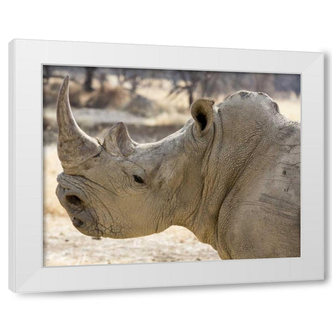 Namibia, Windhoek Rhinoceros in profile White Modern Wood Framed Art Print by Kaveney, Wendy