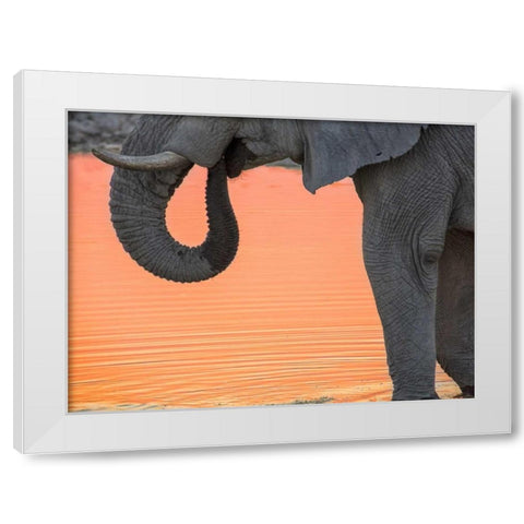 Namibia, Etosha NP Drinking elephant at sunset White Modern Wood Framed Art Print by Kaveney, Wendy