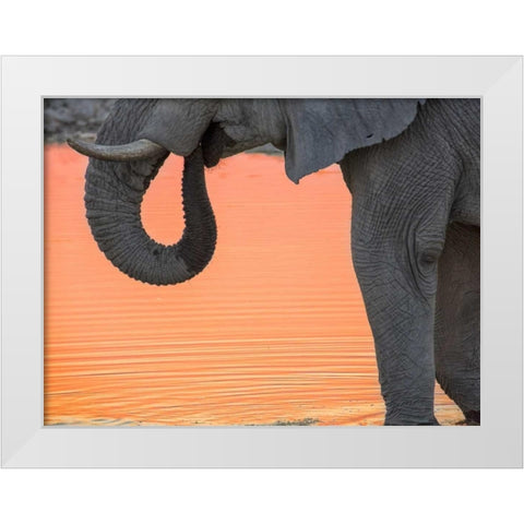 Namibia, Etosha NP Drinking elephant at sunset White Modern Wood Framed Art Print by Kaveney, Wendy