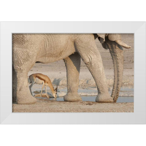 Namibia, Etosha NP, Drinking springbok at water White Modern Wood Framed Art Print by Kaveney, Wendy