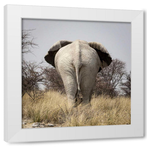 Namibia, Etosha NP, Okerfontein Elephant White Modern Wood Framed Art Print by Kaveney, Wendy