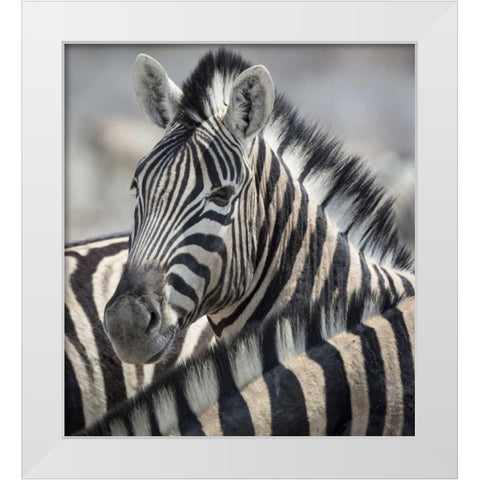 Namibia, Etosha NP Portrait of a Zebra White Modern Wood Framed Art Print by Kaveney, Wendy