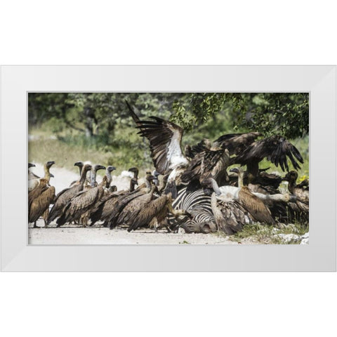 Namibia, Etosha NP Vultures on zebra carcass White Modern Wood Framed Art Print by Young, Bill