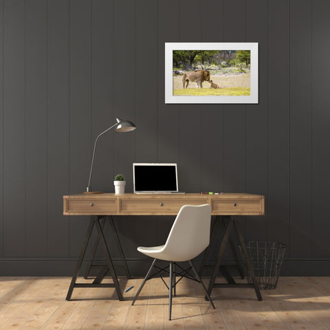 Namibia, Etosha NP Alpha male lion inspects cub White Modern Wood Framed Art Print by Young, Bill