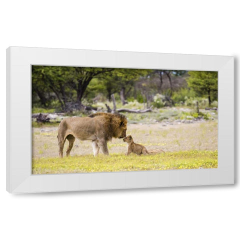 Namibia, Etosha NP Alpha male lion inspects cub White Modern Wood Framed Art Print by Young, Bill