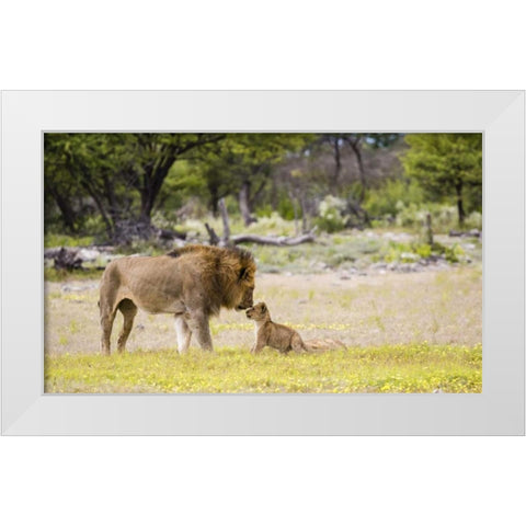 Namibia, Etosha NP Alpha male lion inspects cub White Modern Wood Framed Art Print by Young, Bill