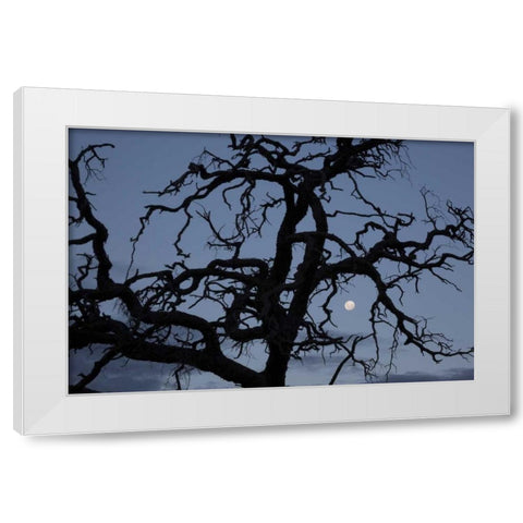 Africa, Namibia Tree silhouette and full moon White Modern Wood Framed Art Print by Young, Bill