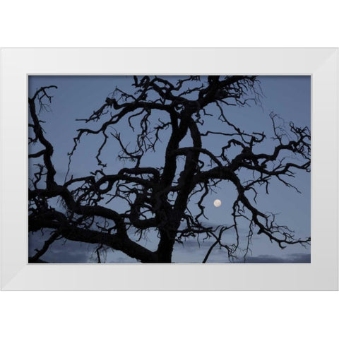Africa, Namibia Tree silhouette and full moon White Modern Wood Framed Art Print by Young, Bill