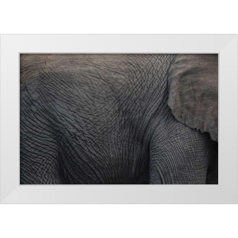 Namibia, Etosha NP Textured hide of elephant White Modern Wood Framed Art Print by Young, Bill