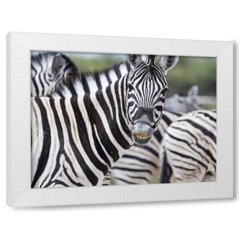 Namibia, Etosha NP Zebra looking at camera White Modern Wood Framed Art Print by Young, Bill