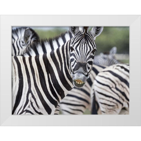 Namibia, Etosha NP Zebra looking at camera White Modern Wood Framed Art Print by Young, Bill