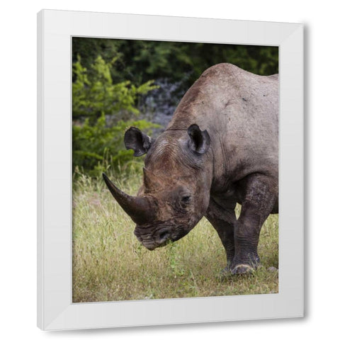Namibia, Etosha NP Rhinoceros grazing on grass White Modern Wood Framed Art Print by Young, Bill