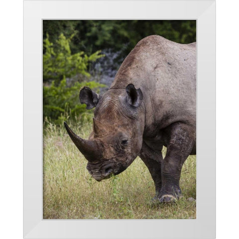 Namibia, Etosha NP Rhinoceros grazing on grass White Modern Wood Framed Art Print by Young, Bill