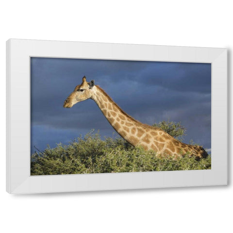 Namibia, Etosha NP Giraffe in camel thorn tree White Modern Wood Framed Art Print by Young, Bill