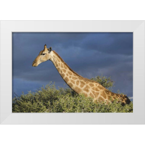 Namibia, Etosha NP Giraffe in camel thorn tree White Modern Wood Framed Art Print by Young, Bill