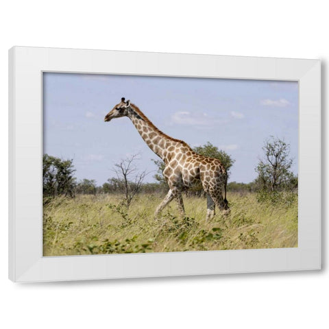Namibia, Etosha NP Giraffe walking through grass White Modern Wood Framed Art Print by Young, Bill