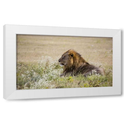 Namibia, Etosha NP Adult male lion resting White Modern Wood Framed Art Print by Young, Bill