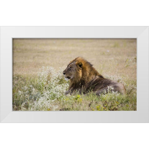 Namibia, Etosha NP Adult male lion resting White Modern Wood Framed Art Print by Young, Bill