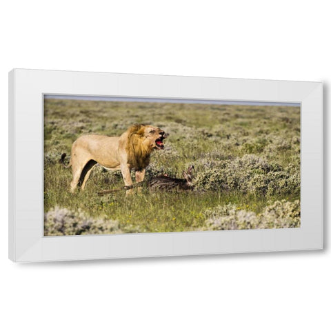 Namibia, Etosha NP Male lion roars over carcass White Modern Wood Framed Art Print by Young, Bill