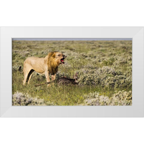 Namibia, Etosha NP Male lion roars over carcass White Modern Wood Framed Art Print by Young, Bill