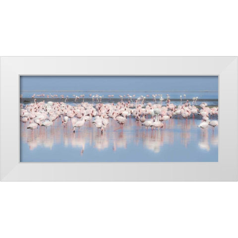 Namibia, Walvis Bay Group of greater flamingos White Modern Wood Framed Art Print by Young, Bill