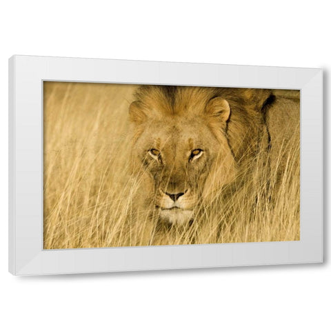 Africa, Namibia Male lion in dry grass White Modern Wood Framed Art Print by Zuckerman, Jim