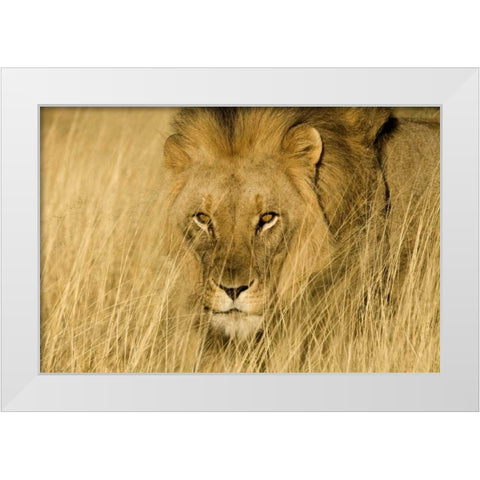 Africa, Namibia Male lion in dry grass White Modern Wood Framed Art Print by Zuckerman, Jim