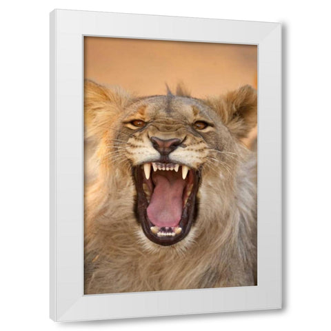 Africa, Namibia Male lion growling White Modern Wood Framed Art Print by Zuckerman, Jim