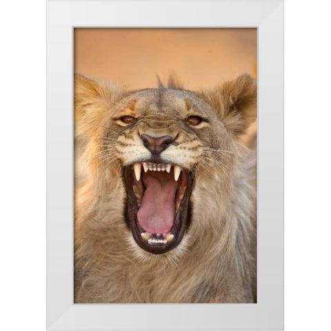 Africa, Namibia Male lion growling White Modern Wood Framed Art Print by Zuckerman, Jim