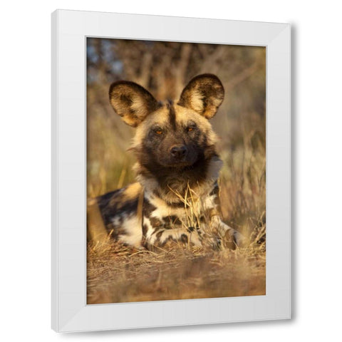 Africa, Namibia Wild dog resting White Modern Wood Framed Art Print by Zuckerman, Jim