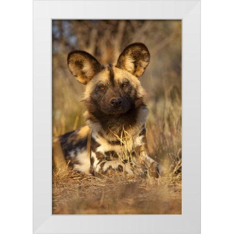 Africa, Namibia Wild dog resting White Modern Wood Framed Art Print by Zuckerman, Jim
