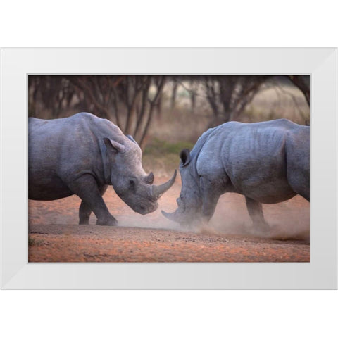 Africa, Namibia White rhinos fighting White Modern Wood Framed Art Print by Zuckerman, Jim